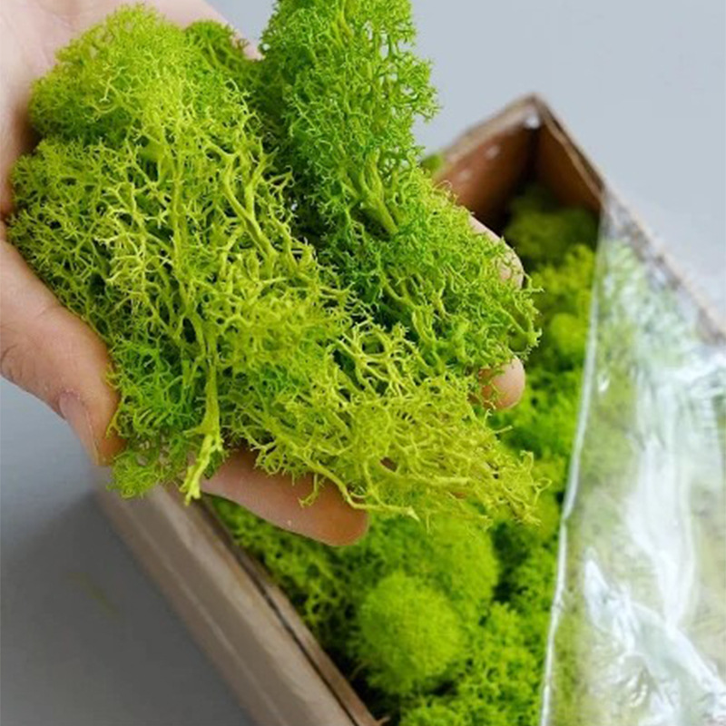 Sphagnum Moss Dry - Kunstmatige Groene Planten Eeuwige Leven Mosgras