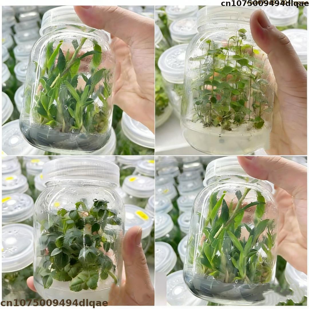 Plantaire weefselkweek agarpoe - Agar Tissue Culture recensie en prijs