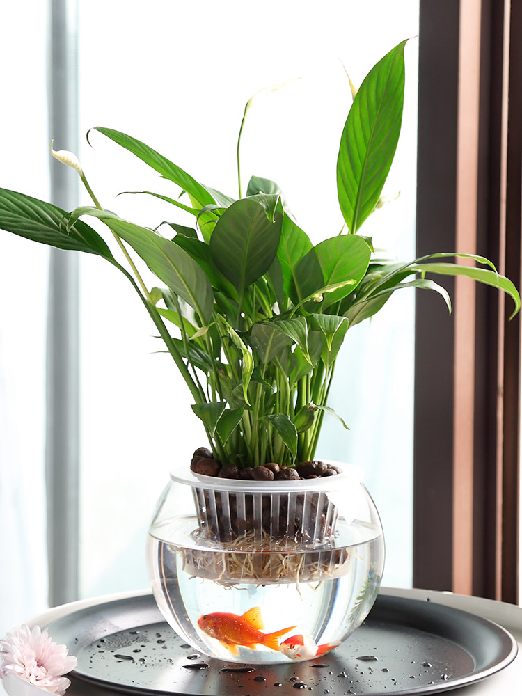 Hydroponische glazen vaas, gla - Propagation Station Vase recensie en prijs